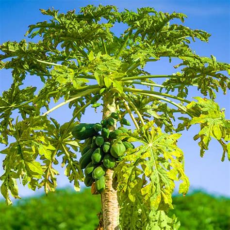 Papaya Trees for Sale | BrighterBlooms.com