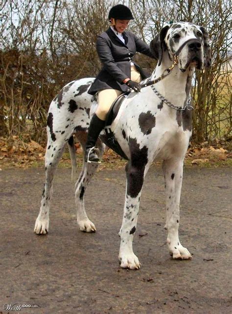 Cute Dogs|Pets: Great Dane~Tallest Dog in the World Pictures