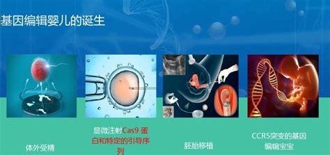 基因编辑婴儿图册_360百科