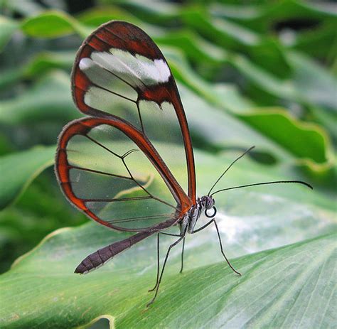 Borboleta-transparente | Vida em Destaque - FCiências