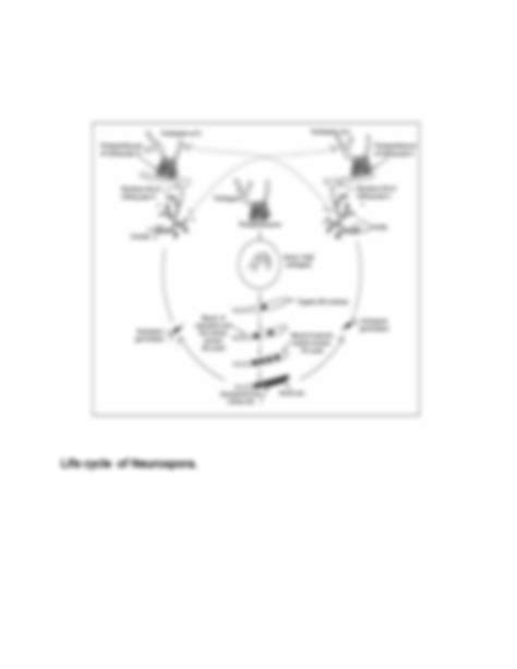 SOLUTION: Life cycle of neurospora - Studypool