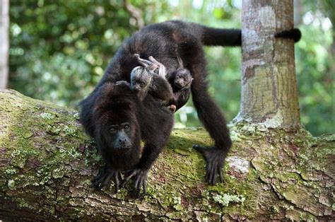 Mexican Howler Monkey, Alouatta pigra, (Primates, Haplorhini)