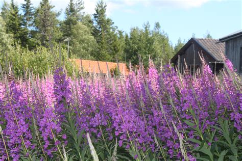 Halsingland, Sweden | Scandinavian style, Scandinavian, Plants