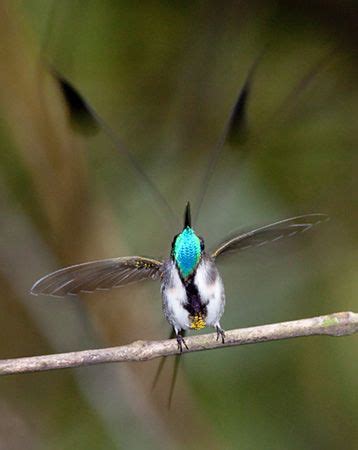 marvelous spatuletail hummingbird habitat | Peru Spatuletail | Pet ...