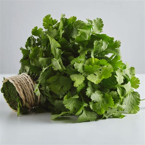 Coriander: A Versatile Herb with a Delicate Flavor and Remarkable ...