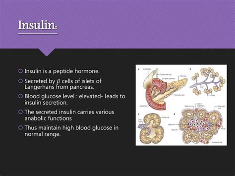 Hormonal regulation of carbohydrate metabolism | PPT