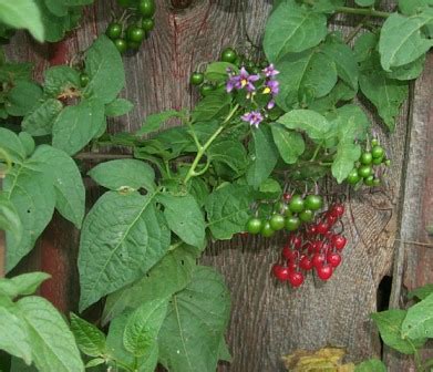 Bittersweet nightshade identification and control: Solanum dulcamara - King County, Washington