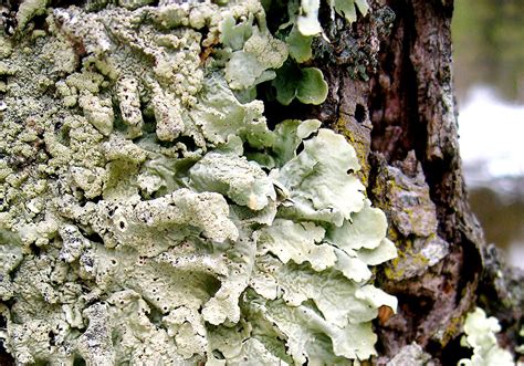 Here's why we like lichens | Pittsburgh Post-Gazette