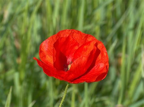 Poppy - Polski mak Free Photo Download | FreeImages