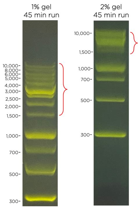 Choosing The Right Agarose Percentage For Gel, 45% OFF