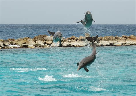 Archivo:Curaçao Sea Aquarium Dolphin Show.jpg - Wikipedia, la ...