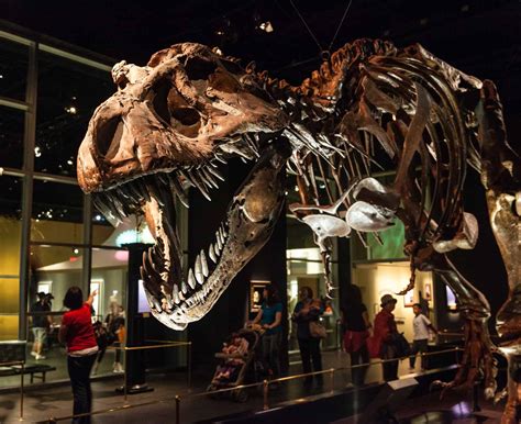 Royal Tyrrell Museum's New App: The-Saurus of Information | Cuseum