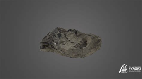 Carbon Film Fossil - 3D model by Lambton County Museums ...