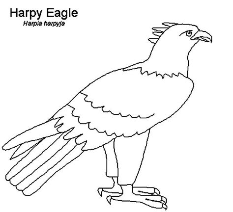 Harpy Eagle Coloring Page - NathanialropLamb