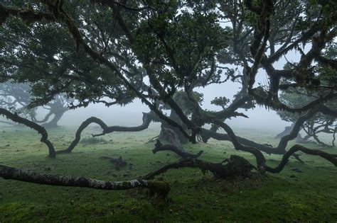 Fanal Forest Madeira Photography Guide