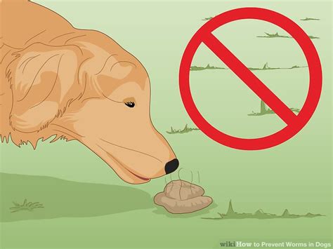 3 Ways to Prevent Worms in Dogs - wikiHow