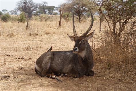 Free Images : adventure, wildlife, wild, horn, africa, mammal, fauna ...