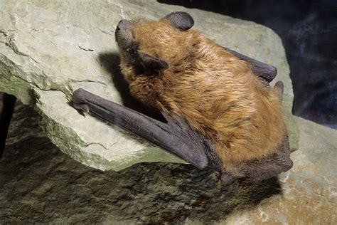 Bat Monitoring at Glen Canyon National Recreation Area (U.S. National ...