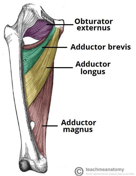 Adductor Muscles 2 - Mikestaropoli.com