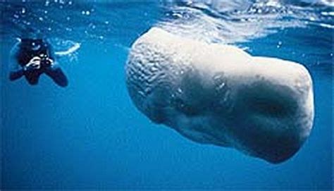 Rare albino Sperm whale with a diver | Whale, Rare animals, White whale