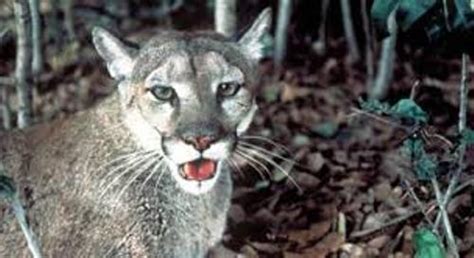 10 Interesting the Florida Panther Facts | My Interesting Facts