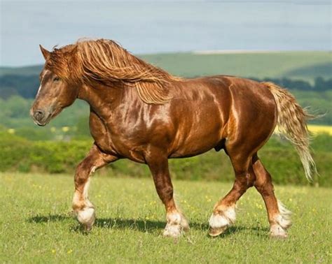 Suffolk Punch. photo: Katarzyna Okrzesik. | Horses, Stallion horses, Big horses