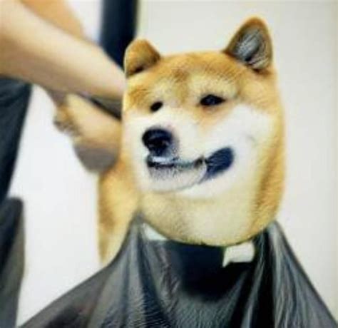 shiba inu getting haircut at a barbershop : r/weirddalle