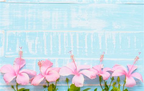 Blue And Pink Flowers Wallpaper - PetsWall