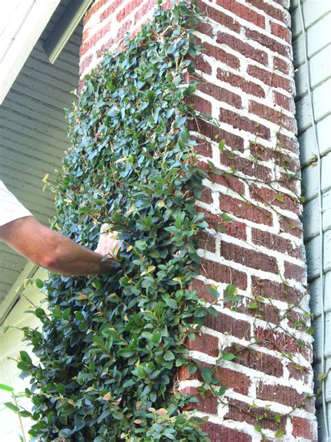 How to Trim Creeping Fig - Miss Smarty Plants | Garden vines, Wall climbing plants, Climbing plants