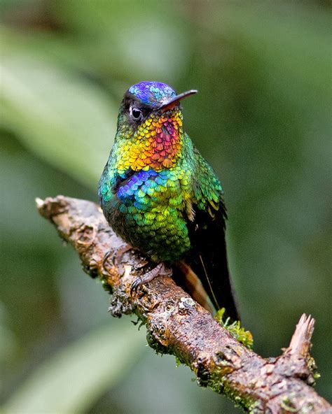 Fiery-throated hummingbird : r/PicsOfUnusualBirds