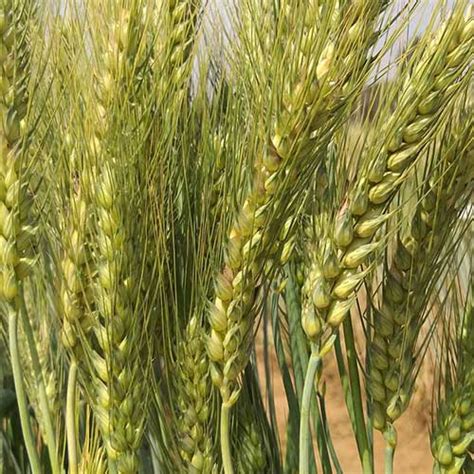 Wheat Archives - JK Agri Genetics Ltd.(JKAGL)