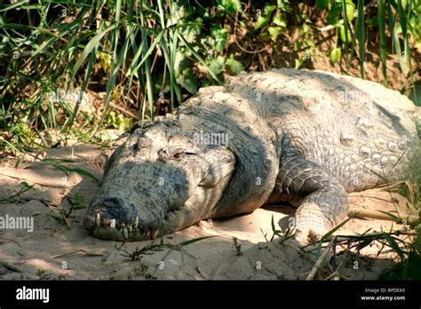 Mugger Crocodile Stock Photo - Alamy