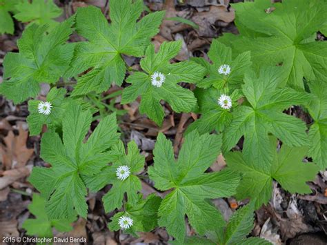 Hydrastis canadensis (Golden Seal): Minnesota Wildflowers