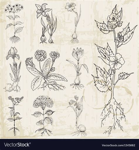 Set of vintage flowers Royalty Free Vector Image