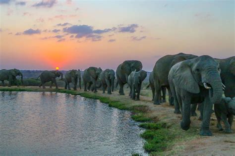 AAA to host live virtual safari at sunset with SA elephants