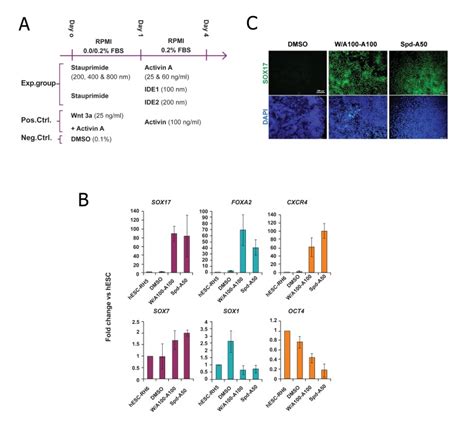 Gene and protein expression analysis of definitive endoderm (DE)... | Download Scientific Diagram