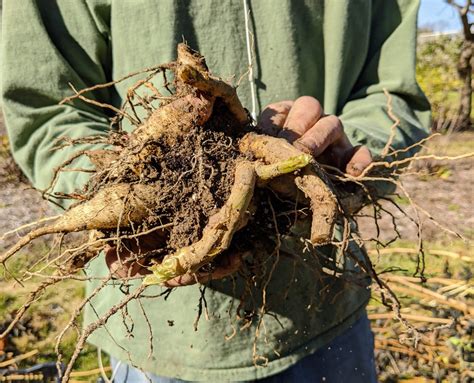 Digging Up and Storing Dahlia Tubers for Winter - The Martha Stewart Blog