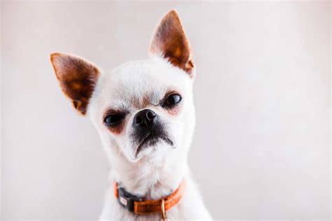 7 Types of Chihuahuas and their Cute Pics