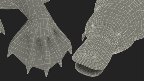 3D Model Platypus Fur - TurboSquid 2155023