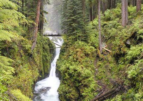 Discover the Beauty of Olympic National Park