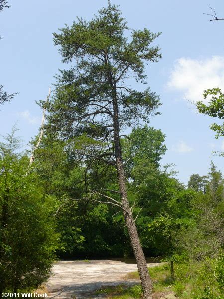 Virginia Pine (Pinus virginiana)