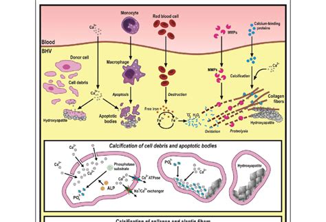 Mechanisms driving dystrophic calcification responsible for structural... | Download Scientific ...