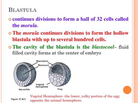 PPT - Developmental Biology PowerPoint Presentation - ID:6073828