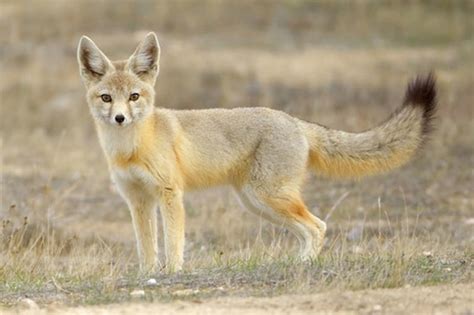 Kit Fox Facts, Habitat, Diet, Life Cycle, Baby, Pictures