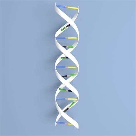 3D model DNA Double Helix VR / AR / low-poly | CGTrader