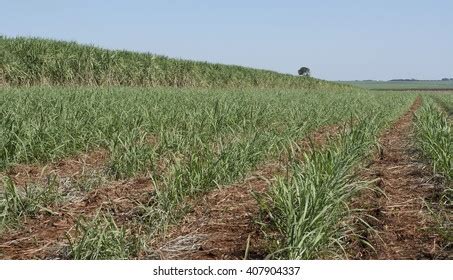 Sugar Cane Plantation Stock Photo 407904337 | Shutterstock