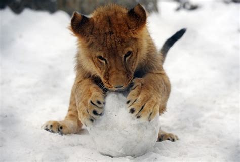 60 Beautiful Pictures of Animal in the Snow