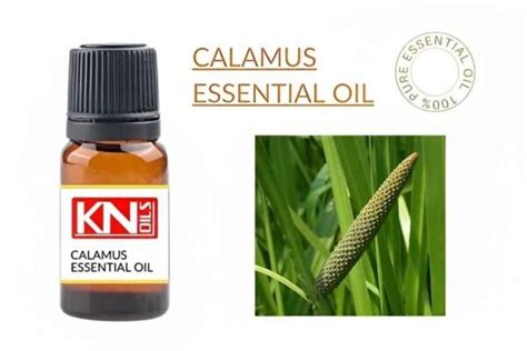 CALAMUS ESSENTIAL OIL - Buy 100% Pure & ESSENTIAL OIL from India | Kanhanatureoils Natural Oils