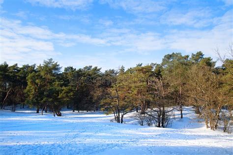 Winter Landscape Forest in the Netherlands Stock Photo - Image of ...