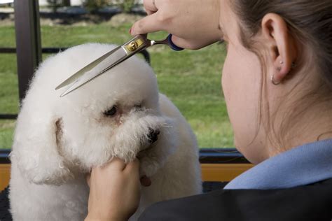 Valentine One: Dog Grooming Schools